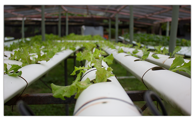 Hydroponics in Garden